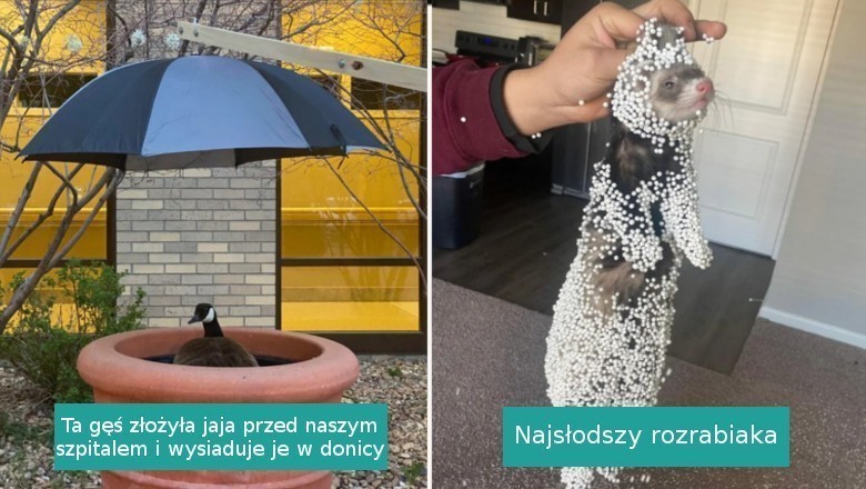 16 fotografii, przy których uśmiech sam ciśnie nam się na usta