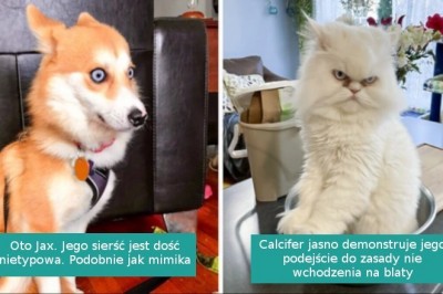 20 kotów, które postanowiły zachowywać się „nieco inaczej” niż zazwyczaj