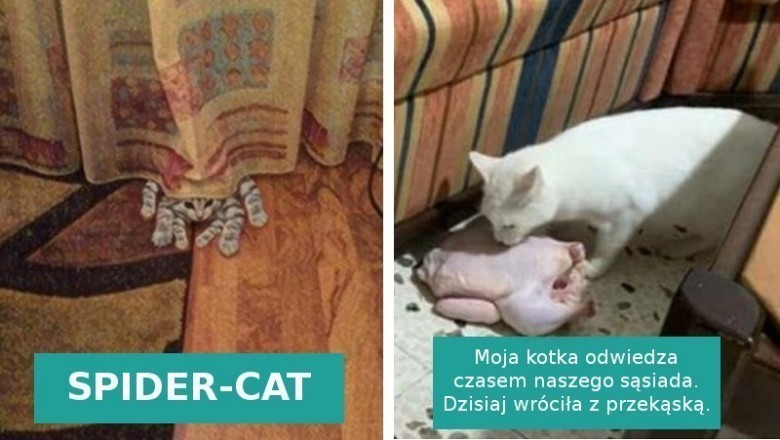 15 fotografii pokazujących, że koty wprost uwielbiają „trollować” swoich właścicieli