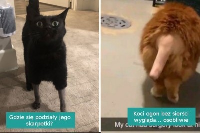 15 kotów, które musiały przejść zabawne strzyżenie przed zabiegiem u weterynarza