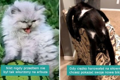 16 fotografii i memów z kotami na poprawę nastroju