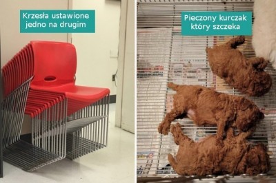 18 zaskakujących fotografii, które sprawiły, że przetarliśmy oczy ze zdumienia