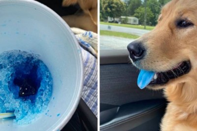 16 zabawnych zwierzaków, które przyłapano na bezczelnej kradzieży jedzenia