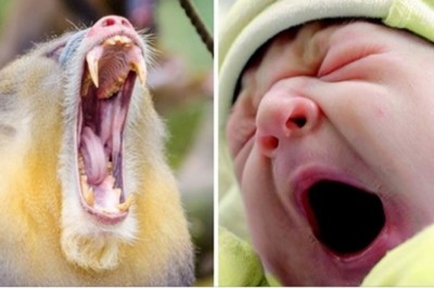 Nie dasz rady obejrzeć tych 17 fotografii bez ziewnięcia chociaż raz. Sprawdź sam