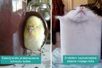 18 zwierząt, które potrafią wcisnąć się w każde miejsce