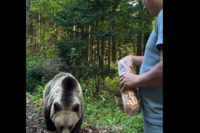 Dlaczego karmienie niedźwiedzia to zły pomysł