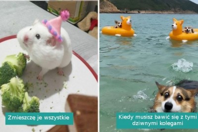 20 przezabawnych zwierzaków, których wygłupy poprawią wam humor