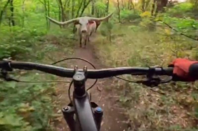 Typ nie spodziewał się takiego widoku jadąc przez las