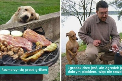18 zabawnych fotografii psów błagających o jedzenie. Ciężko jest im odmówić