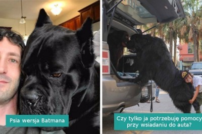 20 psów, które zupełnie nie zdają sobie sprawy ze swoich olbrzymich rozmiarów