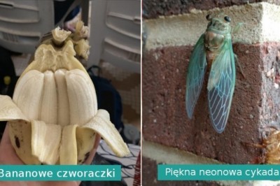 20 cudów natury, które pokazują, że otaczający nas świat jest pełen niespodzianek