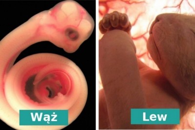 Fotografie zwierząt w łonie matek zrobione przed narodzinami