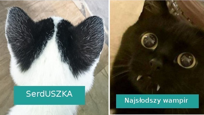 18 zwierząt będących dowodem, że kreatywność matki natury nie zna granic