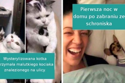18 zwierząt, które znalazły nowych, kochających właścicieli