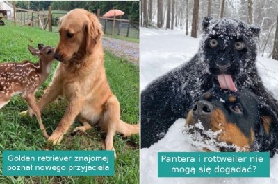 17 przyjaźni pokazujących, że zwierzęta też mają złote serca
