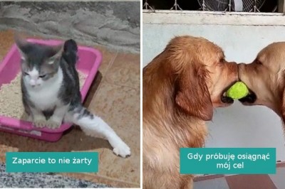 15 zwierzaków, których perypetie mogą poprawić wam humor