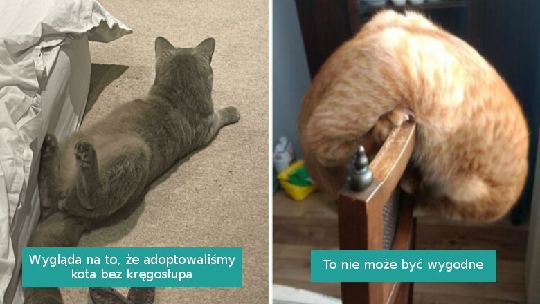 18 kotów, które bez przerwy zaskakują swoich właścicieli