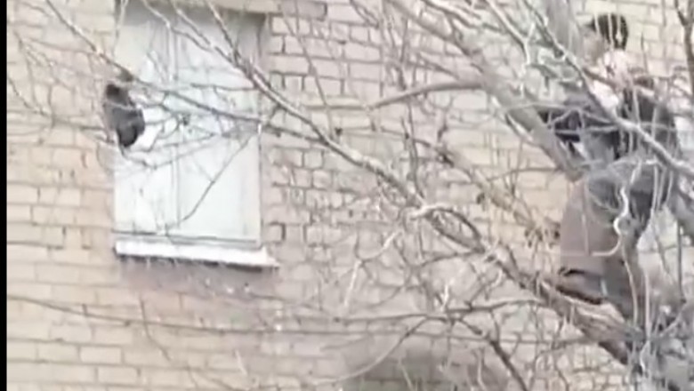Ratowanie konta na drzewie w bardzo żenującym stylu
