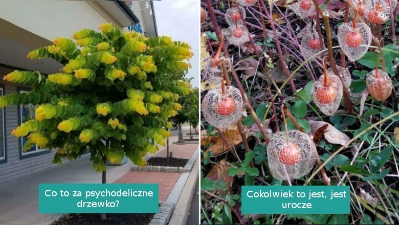 17 tajemniczych roślin zauważonych i zidentyfikowanych przez internautów