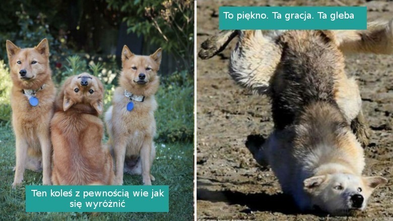 18 niefotogenicznych zwierzaków, które rozbawiły nas do łez