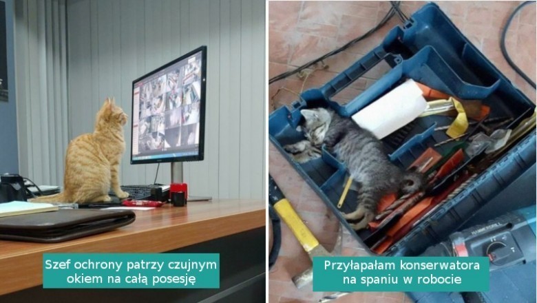 16 pracowitych kotów, które dają z siebie wszystko. Mają specjalne zadania