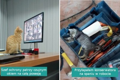 16 pracowitych kotów, które dają z siebie wszystko. Mają specjalne zadania