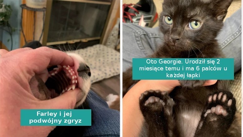 16 cech szczególnych u zwierzaków, które czynią je wyjątkowymi