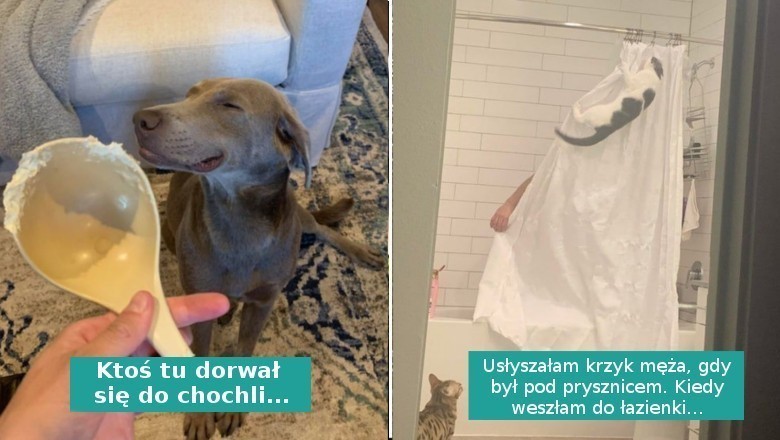 18 zwierzaków, które nieźle nabroiły, ale są zbyt urocze, aby się na nie złościć