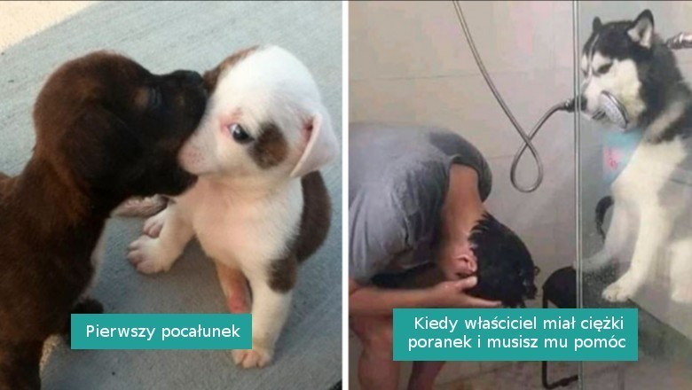 17 piesków w przypadkowych sytuacjach, które poprawią wam humor