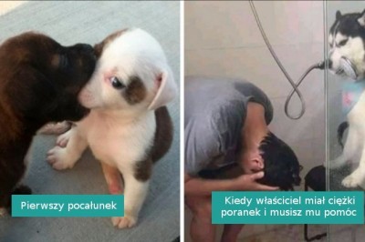 17 piesków w przypadkowych sytuacjach, które poprawią wam humor