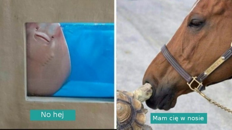 „To nie jest normalne zwierzę!” 20 zdjęć zwierzaków, które zachowują się niezwykle