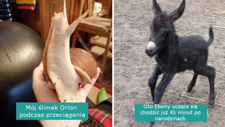 17 zdjęć przeuroczych zwierząt, którymi podzielili się internauci