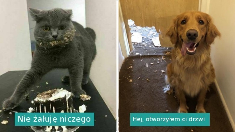 16 fotografii pokazujących, że zwierzęta chadzają swoimi własnymi ścieżkami