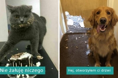 16 fotografii pokazujących, że zwierzęta chadzają swoimi własnymi ścieżkami