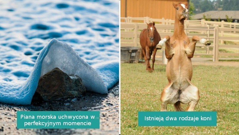 16 zdjęć zrobionych w perfekcyjnym momencie. Pokazują coś niecodziennego