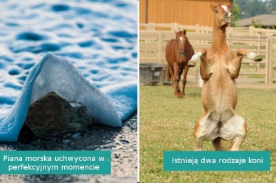 16 zdjęć zrobionych w perfekcyjnym momencie. Pokazują coś niecodziennego