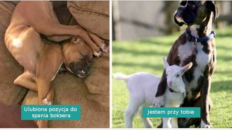 18 fotografii pokazujących, że boksery to nieco inny, specjalny gatunek psów