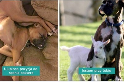18 fotografii pokazujących, że boksery to nieco inny, specjalny gatunek psów