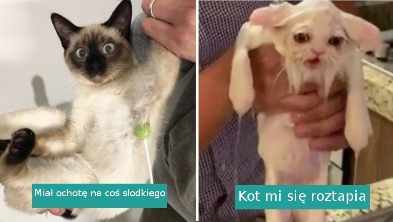 20 zwierzaków, których zachowanie zaskoczyło nawet właścicieli