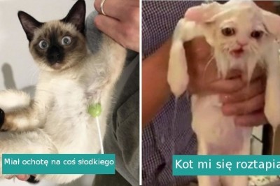 20 zwierzaków, których zachowanie zaskoczyło nawet właścicieli