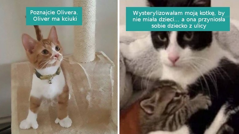 16 fotografii pokazujących dlaczego w towarzystwie kotów nie grozi ci nuda