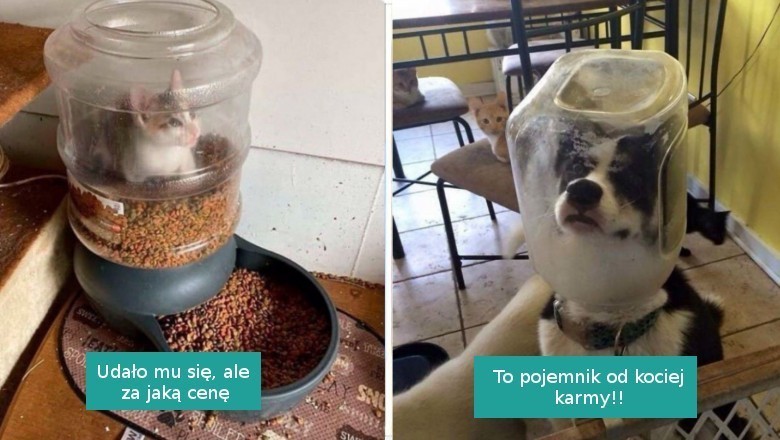 18 pechowych zwierzaków, które po prostu utknęły w czasie jedzenia