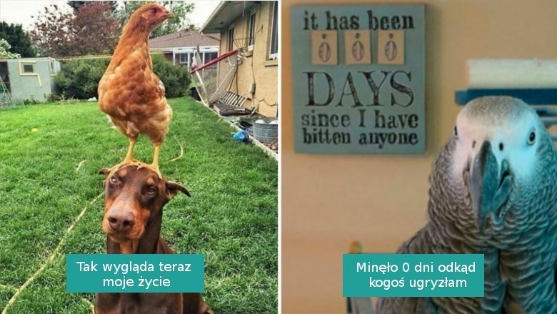 15 bezczelnych ptaków, które nie obawiają się postawić na swoim
