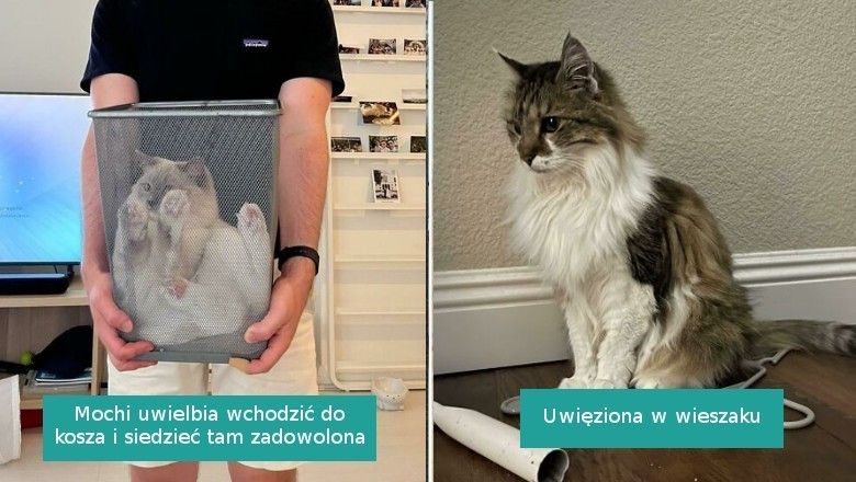 16 uroczych kotków, które same wpadły w „pułapkę”