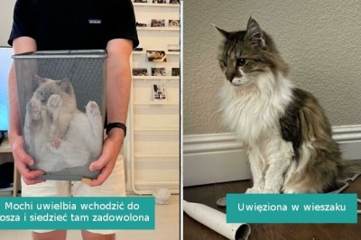 16 uroczych kotków, które same wpadły w „pułapkę”