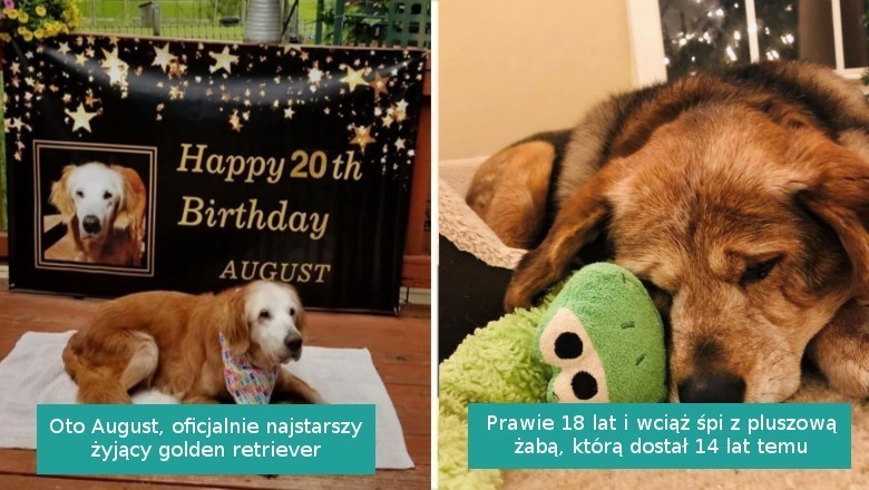 20 fotografii starszych piesków, które wraz z wiekiem stały się jeszcze bardziej urocze
