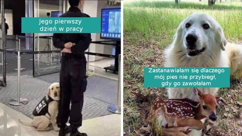 16 fotografii pokazujących dlaczego psy to najlepsze zwierzaki na świecie