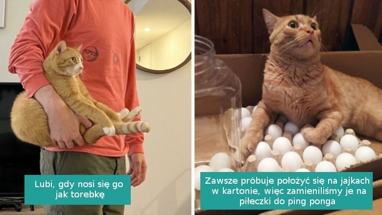 16 rudych kotów, które pokazują jak nieprzewidywalne potrafią być