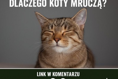 Dlaczego koty mruczą? Naukowcy odkryli zaskakujące powody