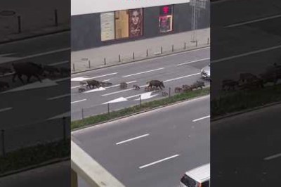 Typowy dzień w Polsce. Nietypowi opiekuni i ich dzieciaki spacerują po Gdyni